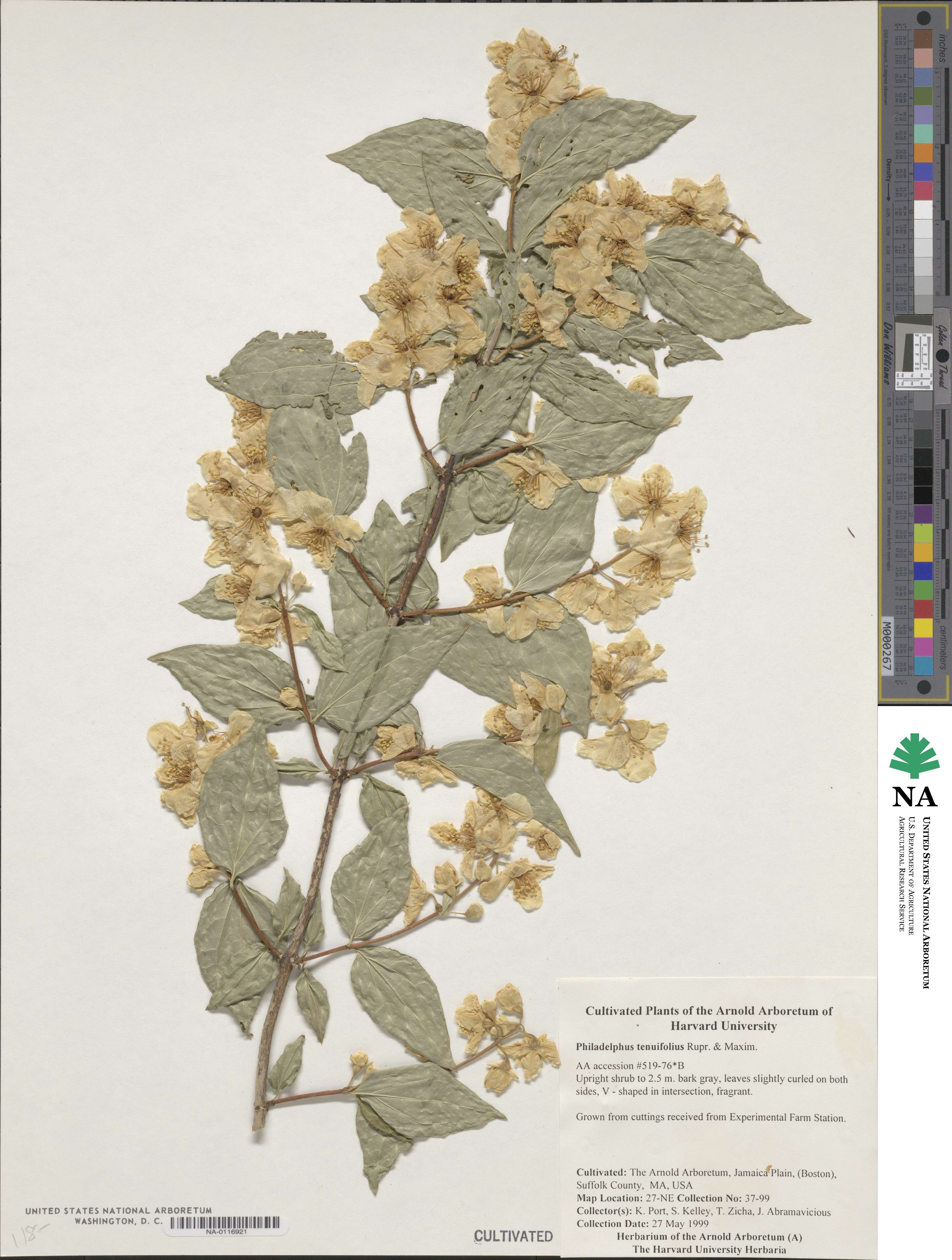 Philadelphus tenuifolius image