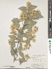 Philadelphus tenuifolius image