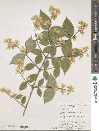 Philadelphus schrenkii image