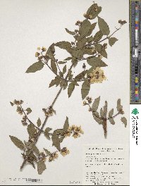 Philadelphus schrenkii image