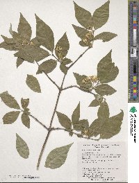 Lonicera chrysantha image