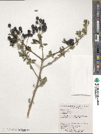 Ligustrum vulgare image