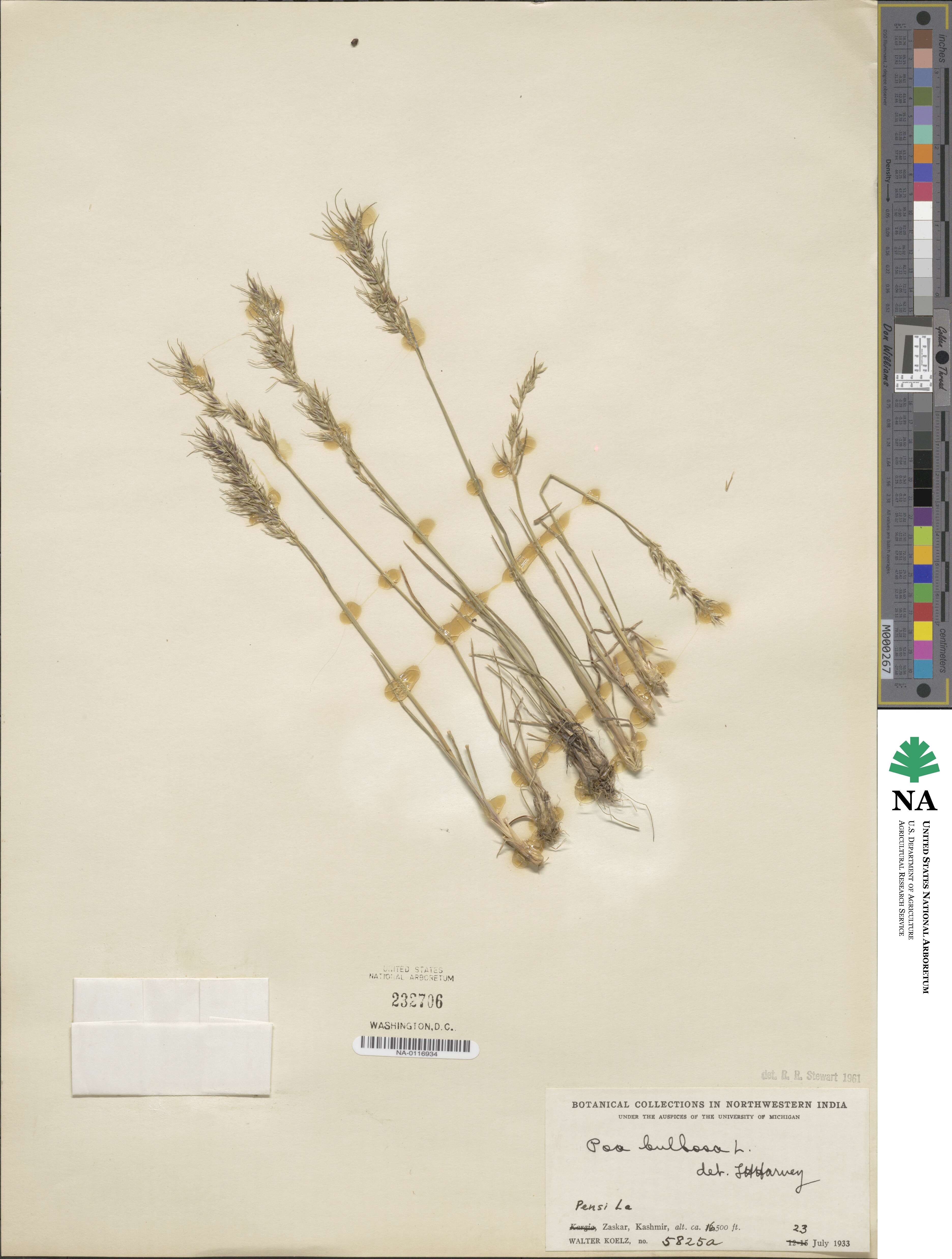 Poa bulbosa image