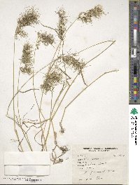 Poa bulbosa image