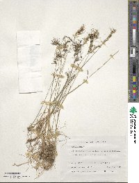 Poa bulbosa image