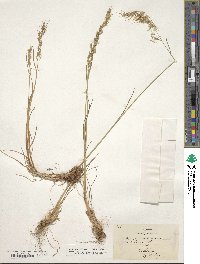 Poa bulbosa image