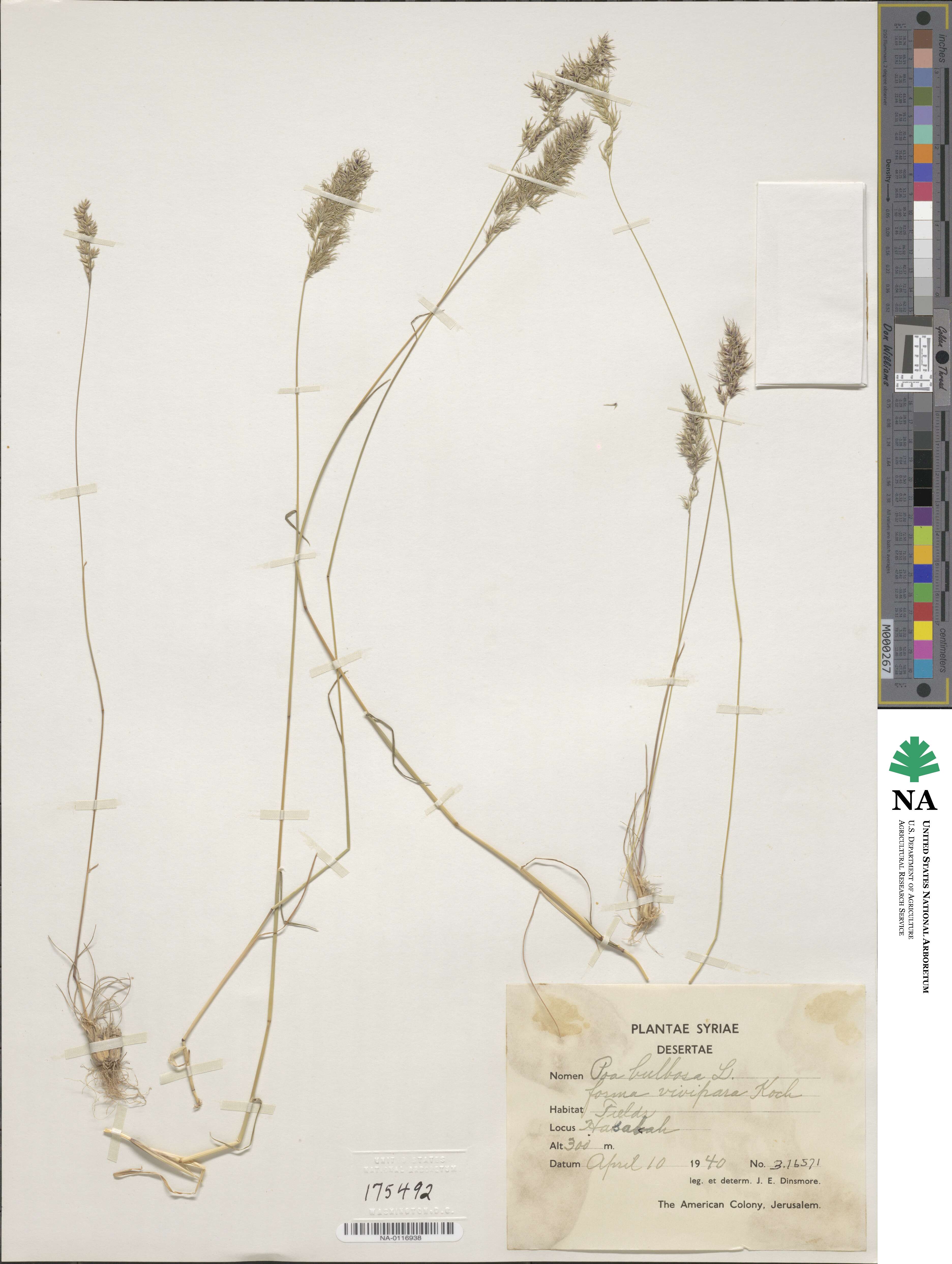 Poa bulbosa image