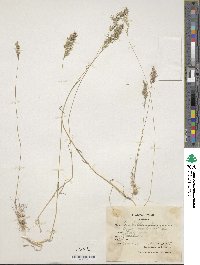 Poa bulbosa image