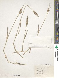 Agrostis stolonifera image