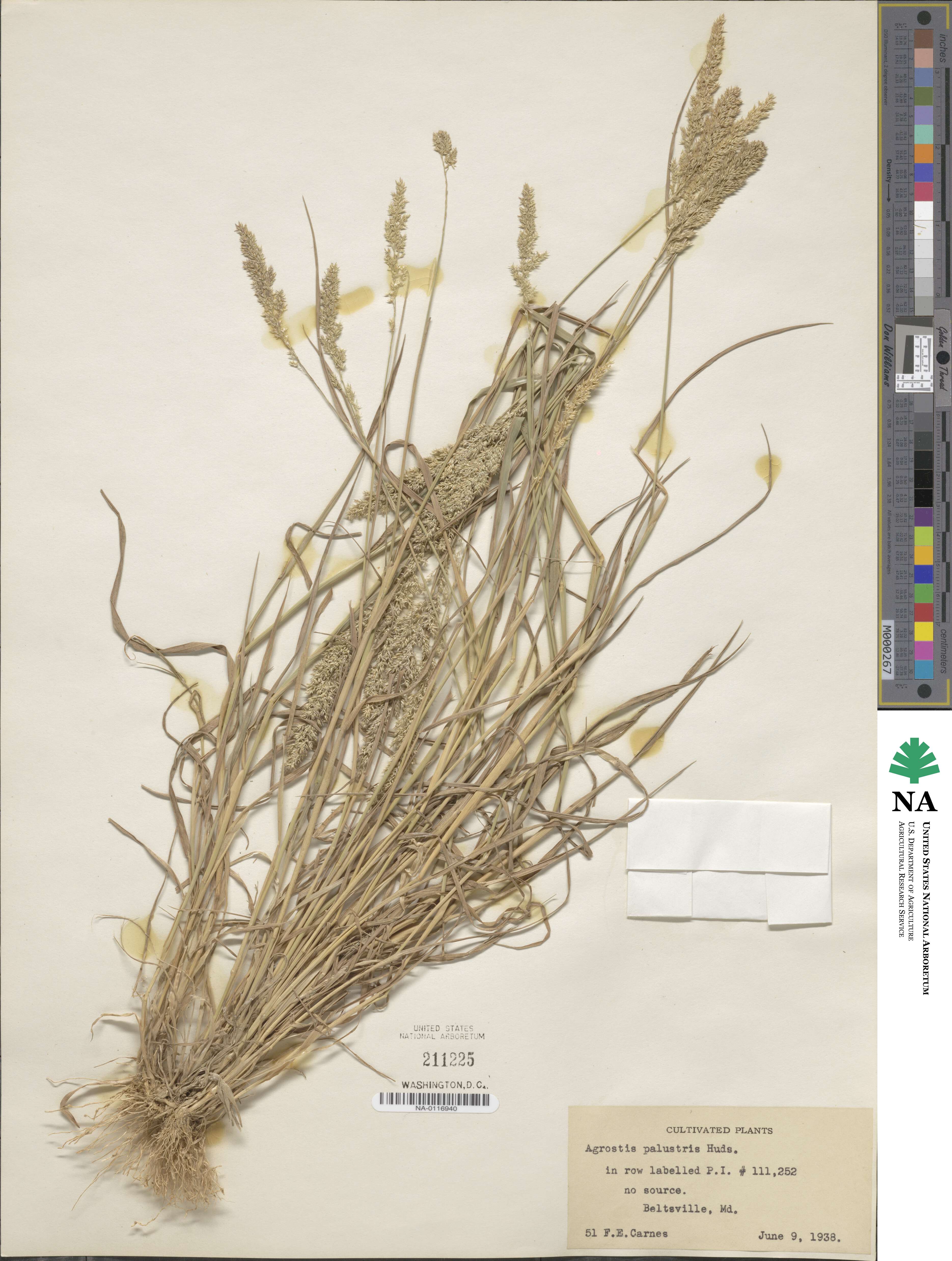 Agrostis stolonifera image