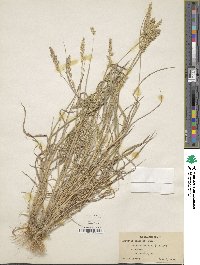 Agrostis stolonifera image