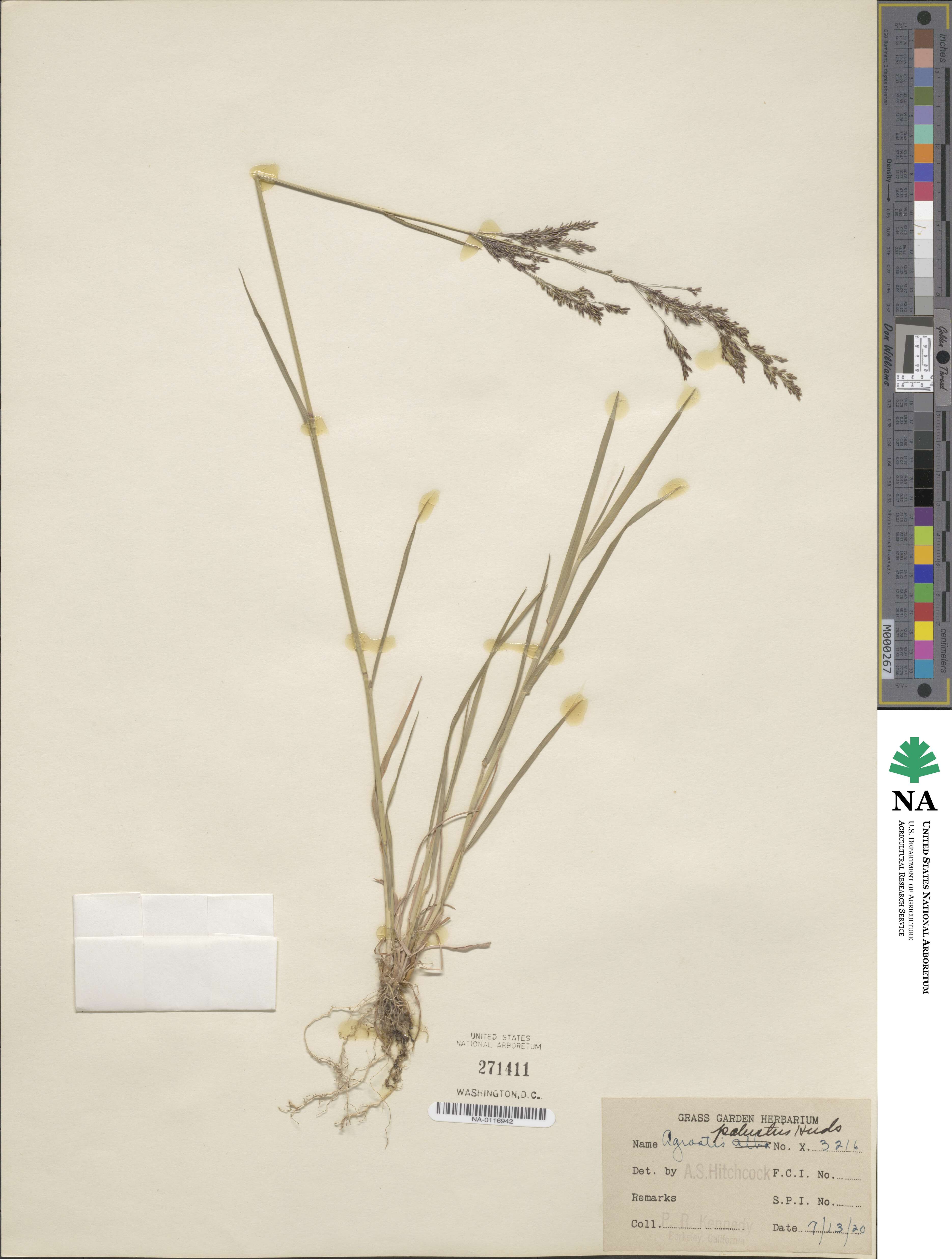 Agrostis stolonifera image