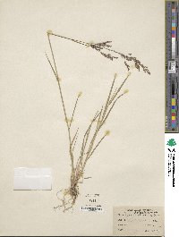 Agrostis stolonifera image