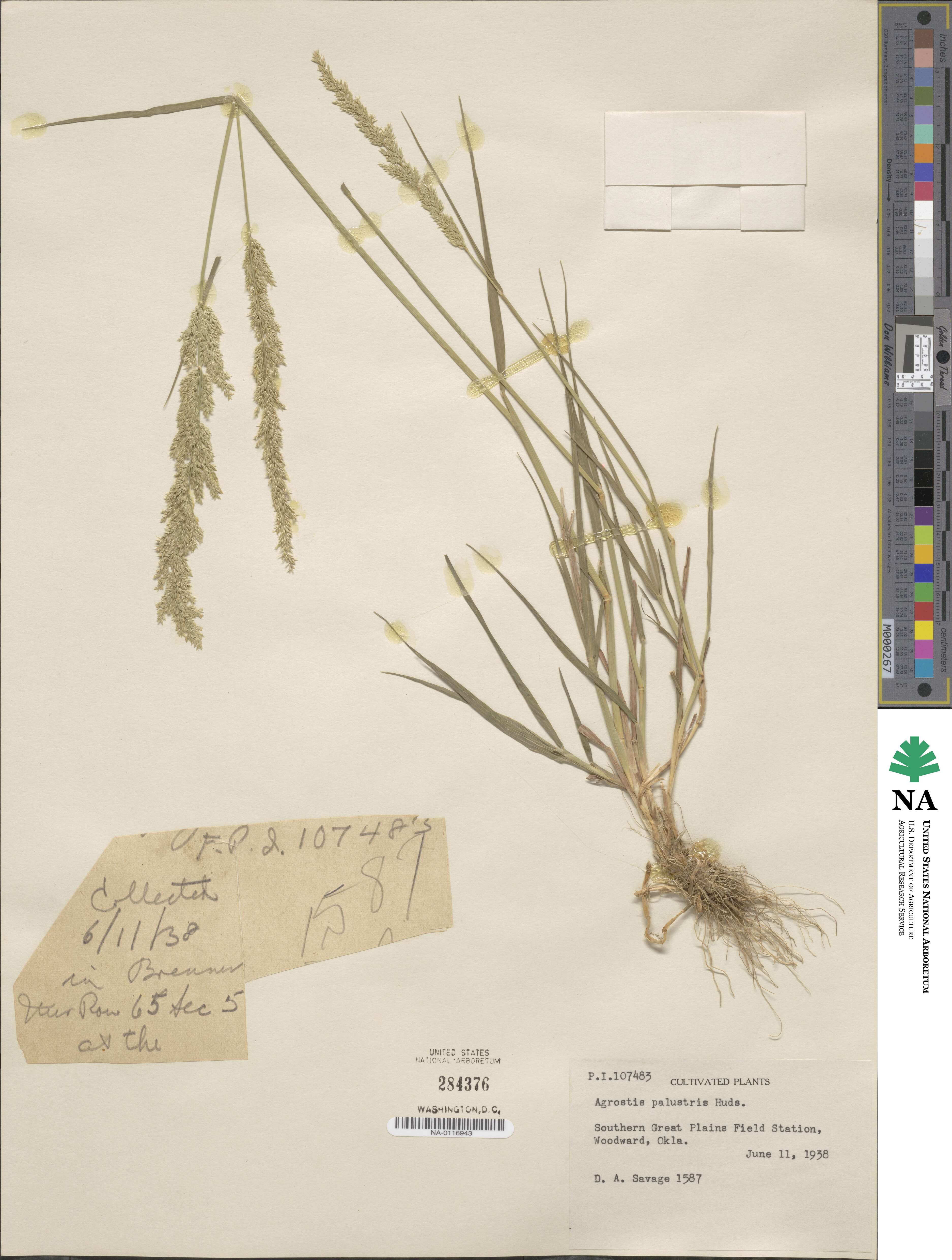 Agrostis stolonifera image