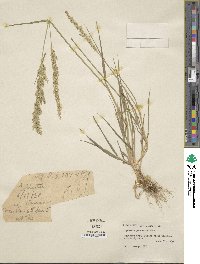 Agrostis stolonifera image