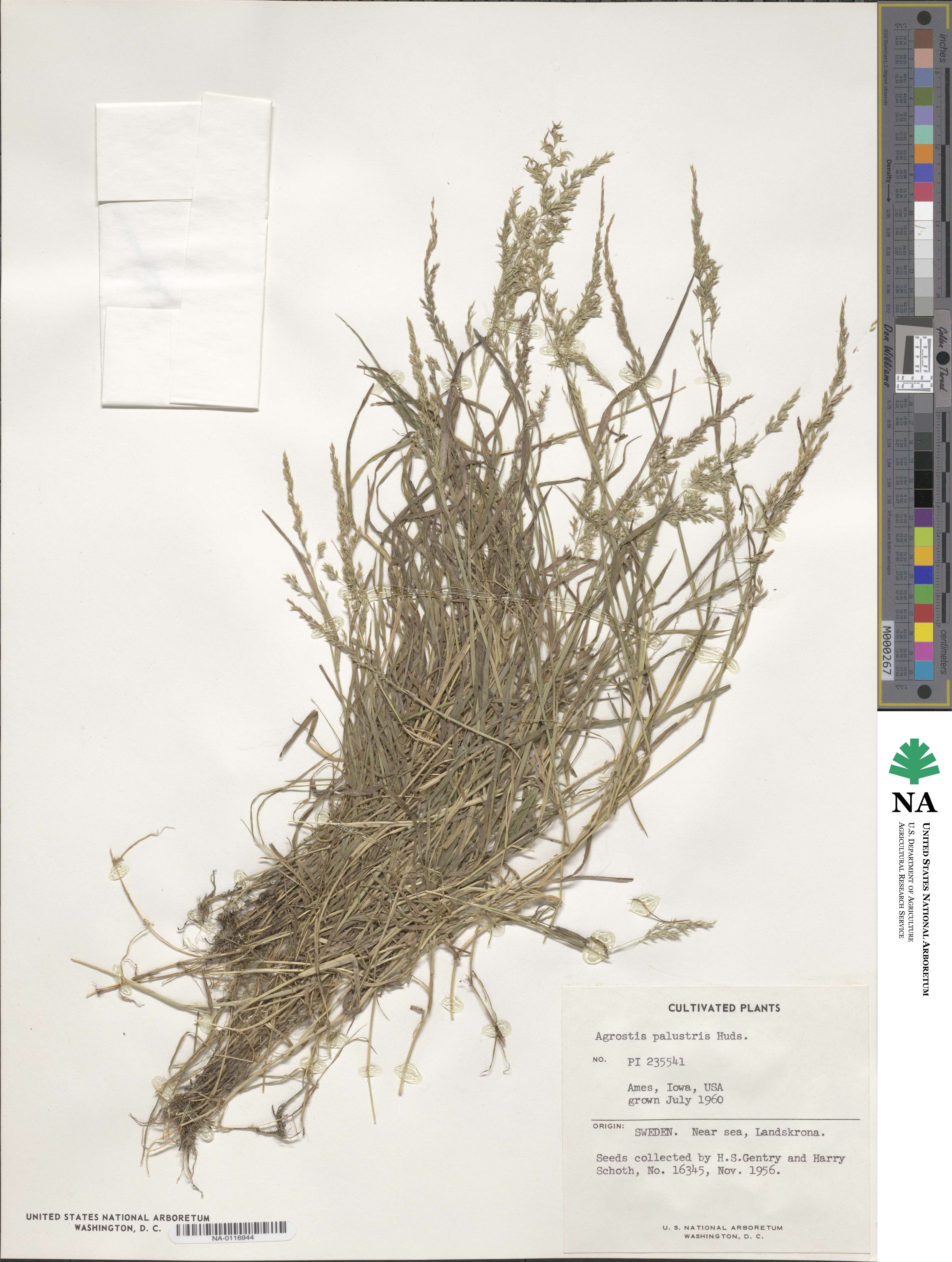 Agrostis stolonifera image