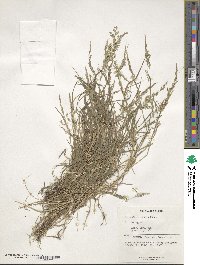 Agrostis stolonifera image