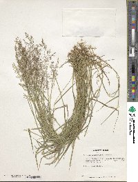 Agrostis capillaris image