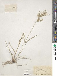 Poa bulbosa image