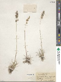 Poa bulbosa image