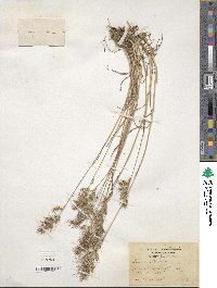 Poa bulbosa image