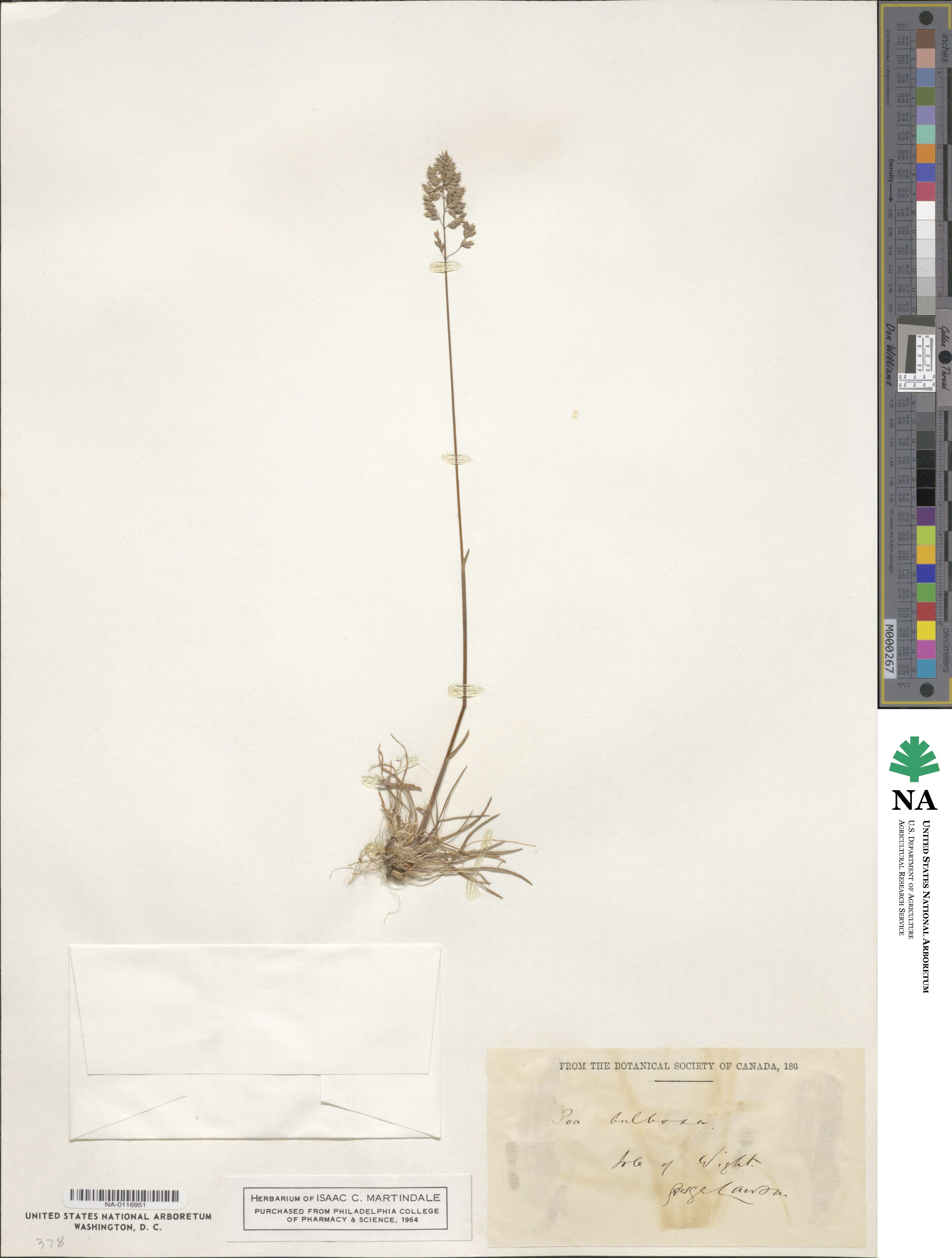 Poa bulbosa image