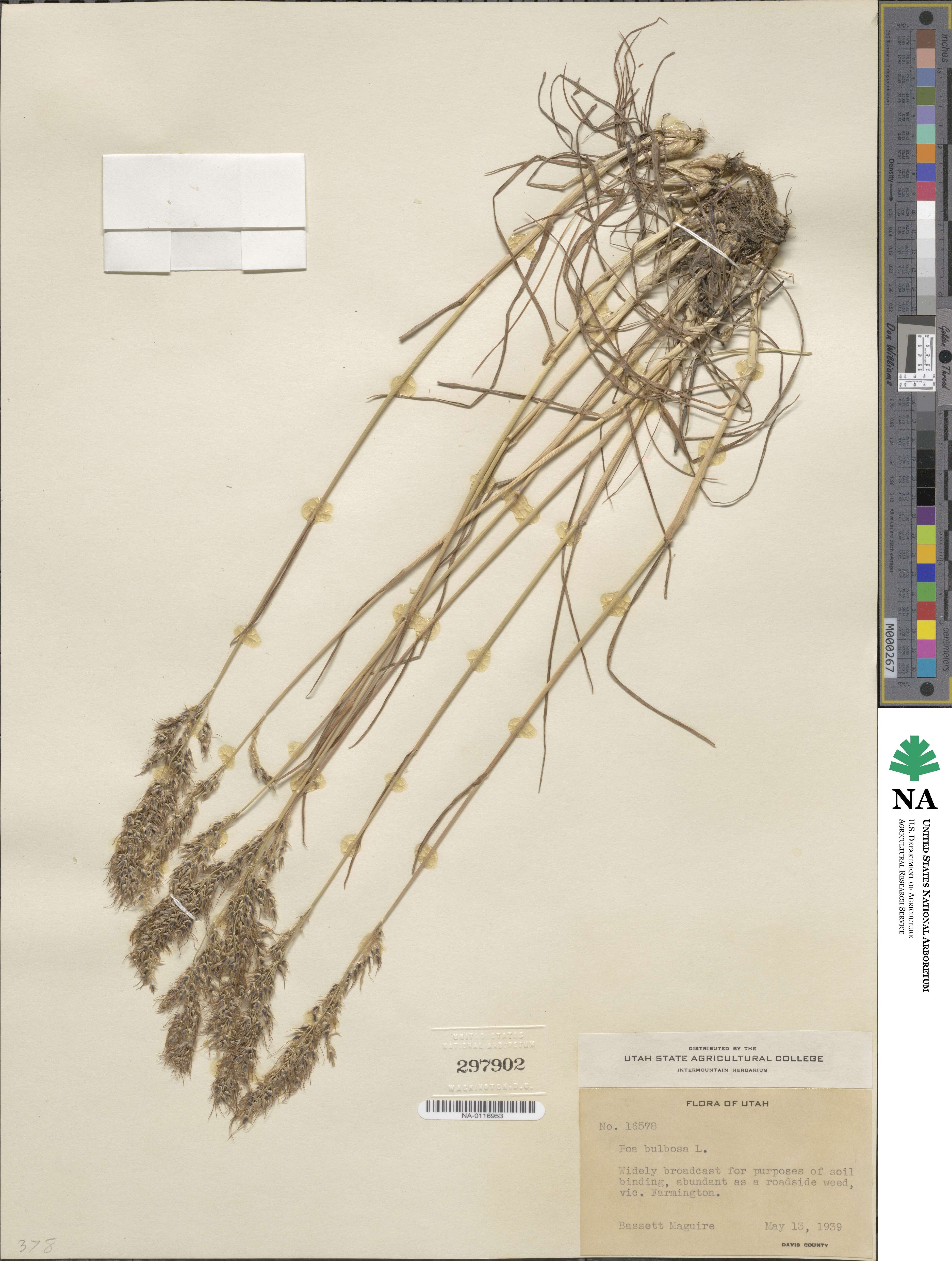 Poa bulbosa image