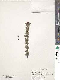 Cotoneaster bradyi image
