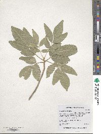 Fraxinus velutina image