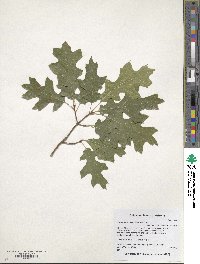 Quercus buckleyi image