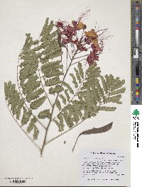 Caesalpinia pulcherrima image