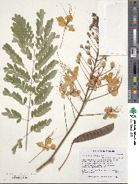 Caesalpinia pulcherrima image