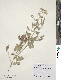 Senna covesii image