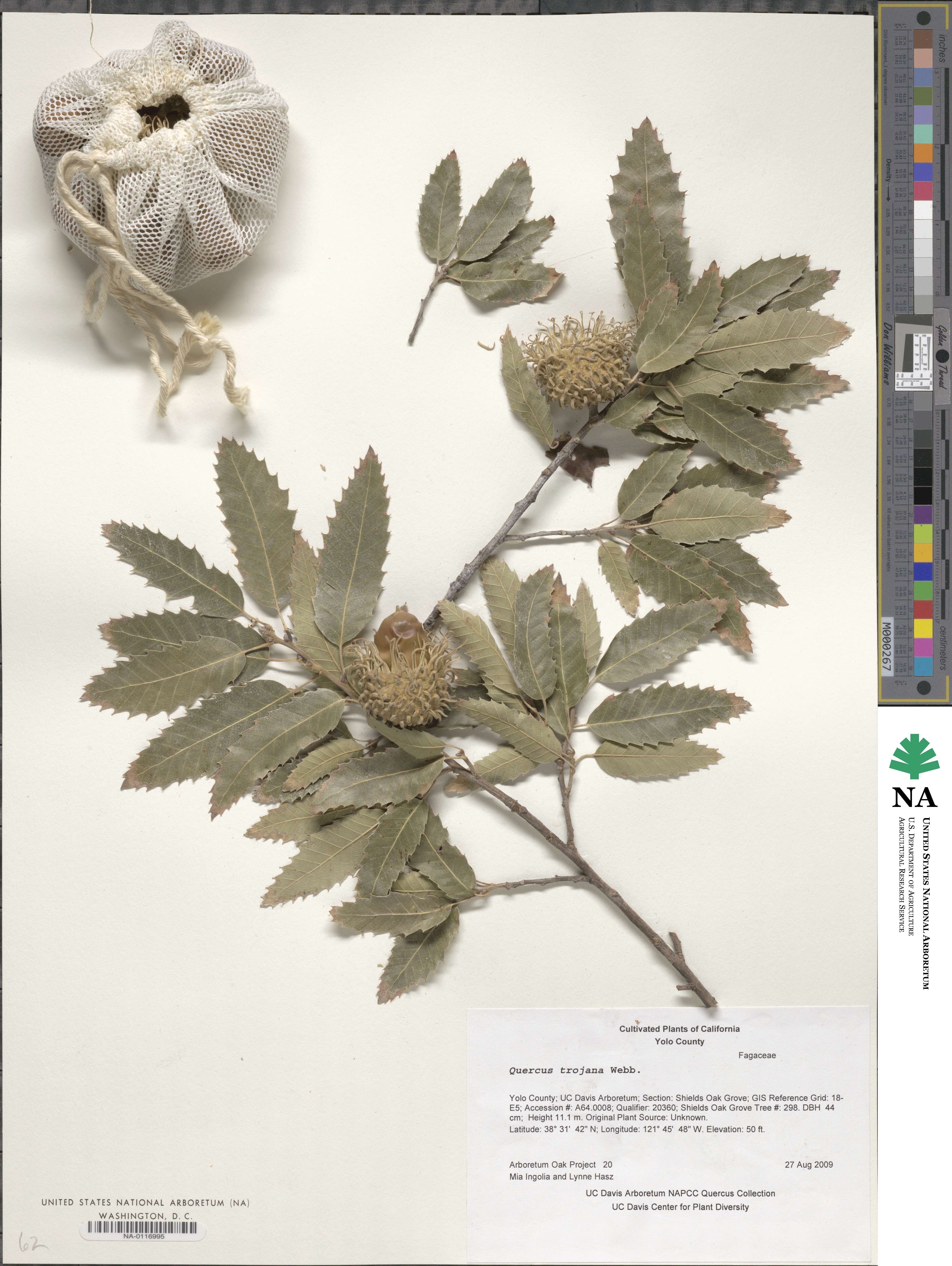 Quercus trojana image