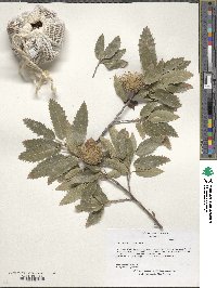 Quercus trojana image