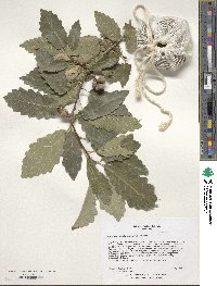 Quercus muehlenbergii image