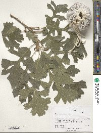 Quercus macrocarpa image