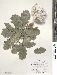 Quercus canariensis image