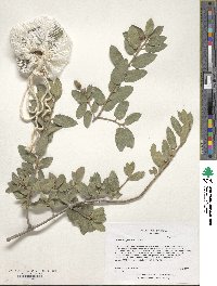 Quercus grisea image