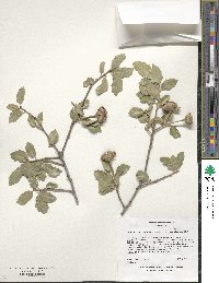 Quercus turbinella image