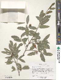 Quercus vaseyana image