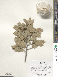 Quercus pungens image