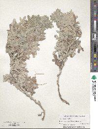 Artemisia stelleriana image