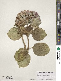 Hydrangea macrophylla image