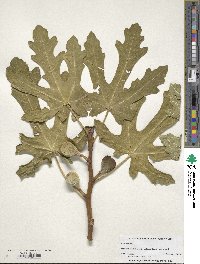 Ficus carica image