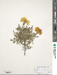 Tagetes erecta image