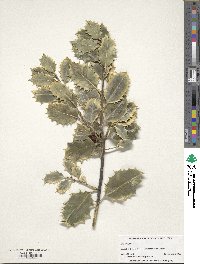 Ilex aquifolium image