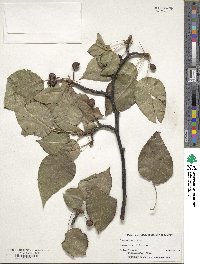 Pyrus calleryana image