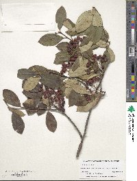 Aronia arbutifolia image