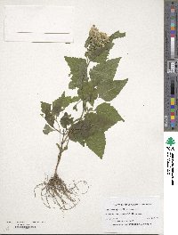 Eupatorium rugosum image